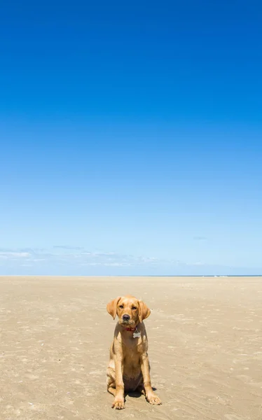 Abandonado Labrador Retriever Filhote de cachorro no deserto — Fotografia de Stock