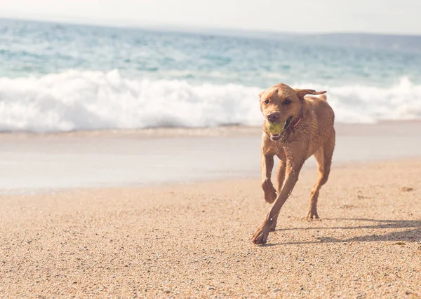 Belo Animal Estimação Labrador Amarelo Retirever Cão Correndo Longo Uma — Fotografia de Stock