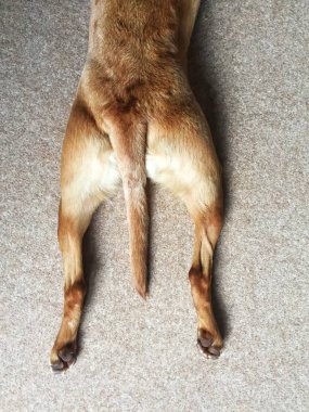 Halıya uzanmış, kuyruğunu bacaklarının arasına kıstırmış bir köpeğin arka bacaklarının fotokopi boşluğuyla yüksek açılı görüntüsü.