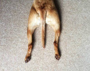 Halıya uzanmış, kuyruğunu bacaklarının arasına kıstırmış bir köpeğin arka bacaklarının fotokopi boşluğuyla yüksek açılı görüntüsü.