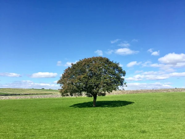 A lone tree in a grassy field in a countryside Landscape image.  Blue sky and green field landscape in a feel good nature and countryside background with copy space