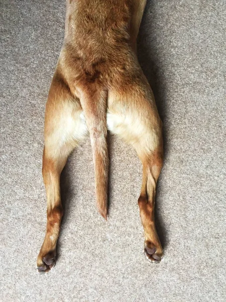 A funny pet image of a high angle view of the hind legs of a dog outstretched on a carpet with it\'s tail between its legs in the sploot position with copy space