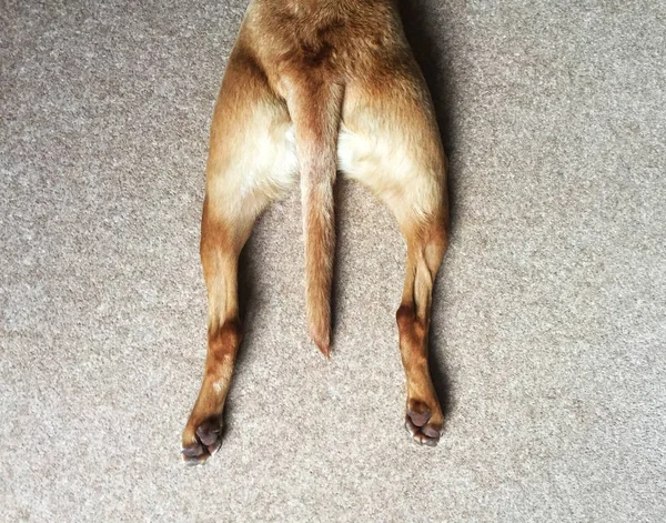 一只狗的后腿伸展在地毯上 其尾巴在两腿之间 呈斑斑状 带有复制空间的高角度图像 这是一张滑稽的宠物图片 — 图库照片