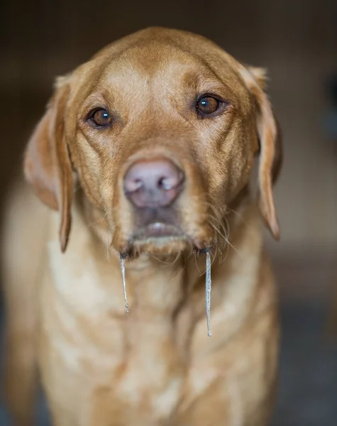 Bir labrador Retriever köpek portresi. Ağzından salyalar akıyor ve yemek beklerken ağzının suyu akıyor.