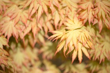 Ayrıntıların bir doğa arkaplan resmi ve ince yaprakları olan sarı bir Akçaağaç ağacını kapat ve boşluğu kopyala