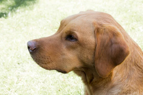 Perfil Cabeça Ombros Cão Estimação Labrador Vermelho Raposa Saudável Forte — Fotografia de Stock