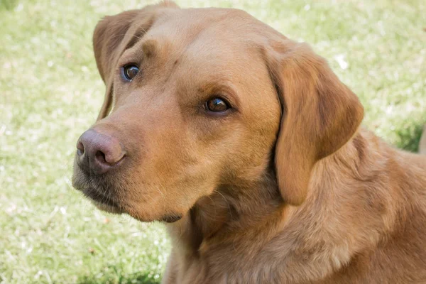 Perfil Cabeça Ombros Cão Estimação Fox Red Labrador Retriever Saudável — Fotografia de Stock