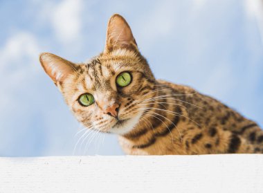Güzel yeşil gözleri ve çizgili kürkü olan Bengal kedisinin yakından ve alçak açılı görüntüsü ilginç bir şekilde yukarıdan mavi gökyüzüne bakıyor ve boşluğu kopyalıyor.