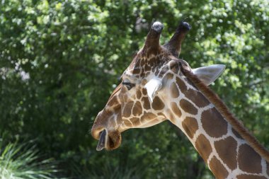 Ağzıyla çekip zürafa açmak ve dışarı dil