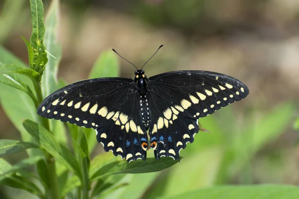 Κοντινό πλάνο του μια όμορφη μαύρο Swallowtail πεταλούδα — Φωτογραφία Αρχείου