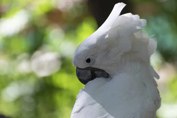 Närbild av en vit kakadua putsar sina fjädrar — Stockfoto