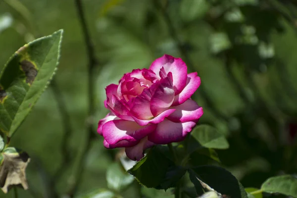 Underbara rosa och vit ros i full blom — Stockfoto