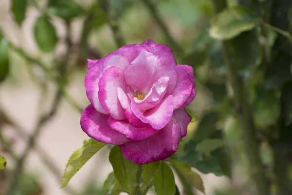 Rosa bonita e rosa branca em plena floração — Fotografia de Stock