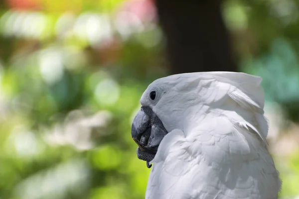 Closeup of White Cockatoo biting on a stick it's holding — Stock Photo, Image
