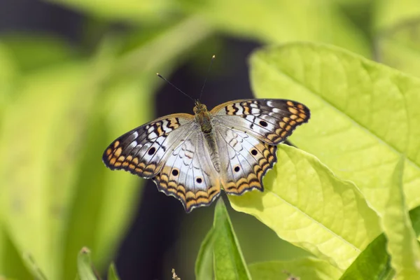 Λευκό παγώνι Butterly σε κάποια φωτεινά πράσινα φύλλα — Φωτογραφία Αρχείου