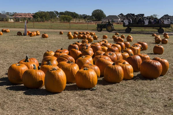 Fält fullt av pumpor med hayride i bakgrunden — Stockfoto