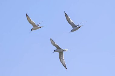 Bulutsuz bir gökyüzünde uçan üç Forster Tern