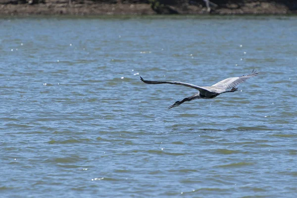 Großer blauer Reiher fliegt tief über den See — Stockfoto