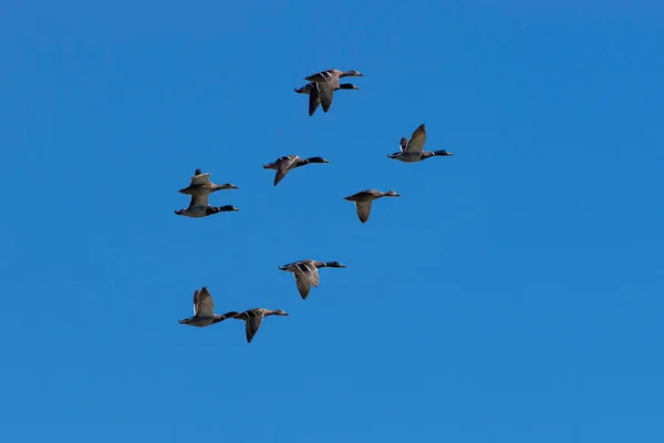 Rebanho de Patos Mallard Voando no Céu Azul — Fotografia de Stock