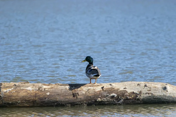 Mallard Duck on log in middle of lake — Stock Photo, Image