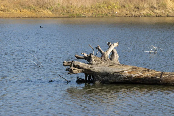 Arbre mort au milieu d'un lac — Photo