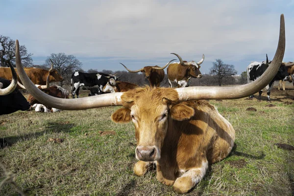 Gros plan de bronzage Longhorn vache au repos — Photo