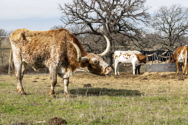 Brown and white mottled Longhorn cow mooing