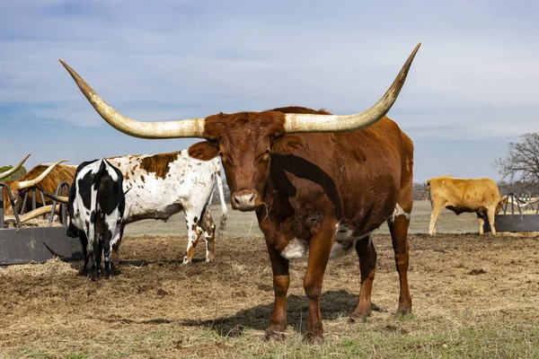 Brown Longhorn bull standing in pasture