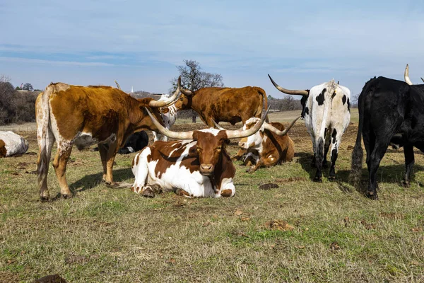 Troupeau de bovins Longhorn relaxant dans les pâturages — Photo