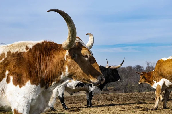 Profil de Taureau Longhorn avec cornes courbes et tranchantes — Photo