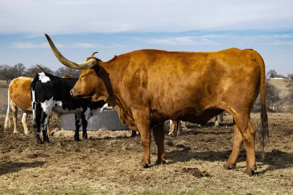 Profil de grande vache Longhorn brune en pâturage — Photo