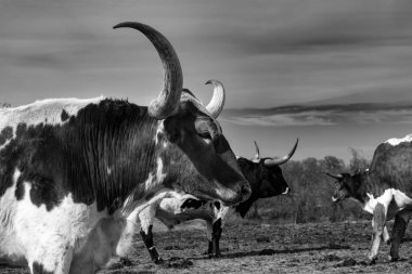 Kavisli, keskin boynuzları olan Longhorn boğasının profili.