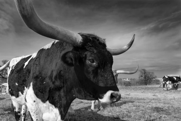 Gros plan noir et blanc du taureau Longhorn — Photo