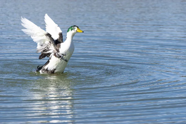 Bibbed Mallard Duck landing in the water — Stock fotografie