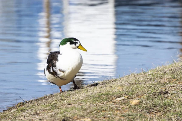 Bibbed Mallard Duck sulla costa inclinata con riflesso — Foto Stock