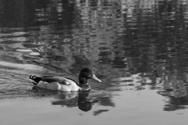 Mallard Duck with reflection in black and white — Stock Photo, Image