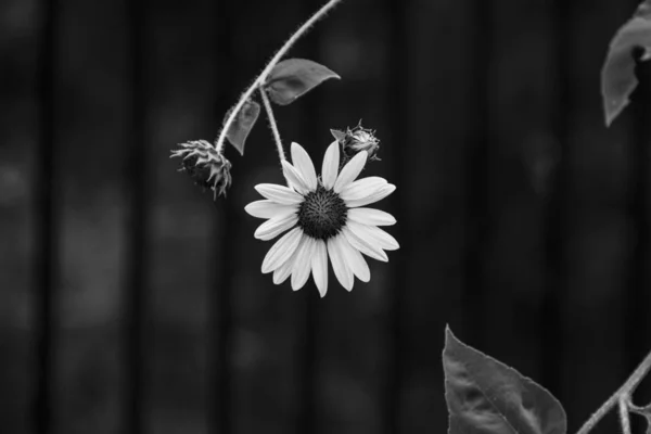 Sunflower hanging from stem in black and white — Stock Photo, Image