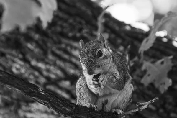 Gros plan d'un écureuil assis sur une branche d'arbre en noir et blanc — Photo