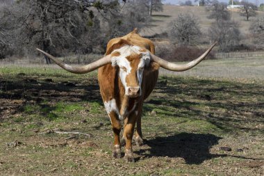 Merada duran kahverengi ve beyaz Longhorn boğası