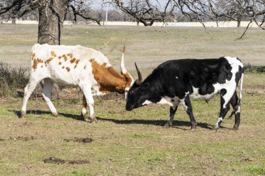 İki genç Longhorn boğası kavga ediyor.