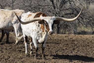 Kahverengi benekli beyaz Longhorn