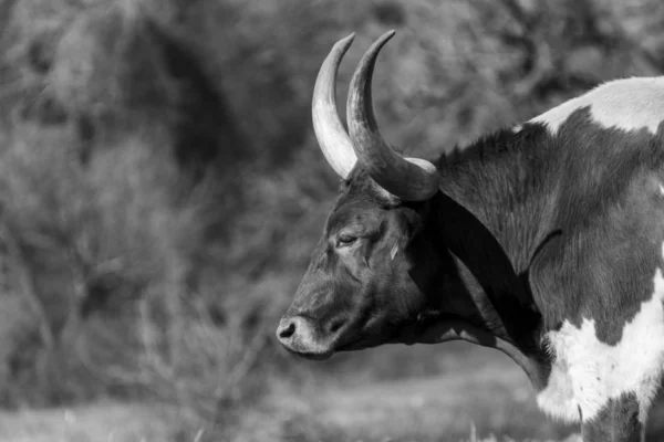 Zwart-wit profiel van grote Longhorn — Stockfoto