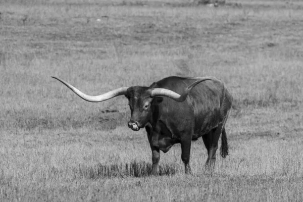 Large Longhorn bull crossing pasture in black and white