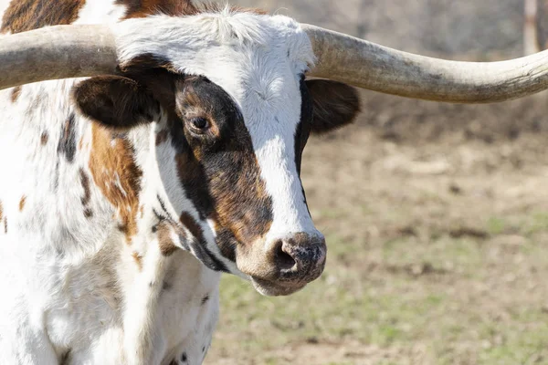 Portrait de Longhorn blanc avec des taches de brindille — Photo