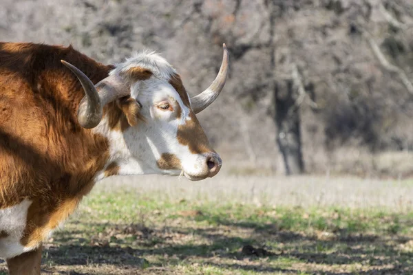 Portrait de Longhorn marron et blanc — Photo