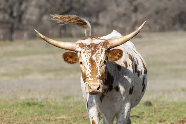 Vita och bruna fläckiga Longhorn kalv — Stockfoto