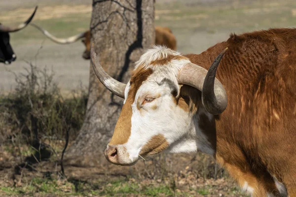 Портрет профілю коричневого лугового бика з переважно білим обличчям — стокове фото