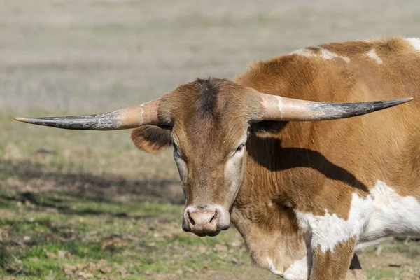 Jeune veau Longhorn brun avec cornes droites — Photo