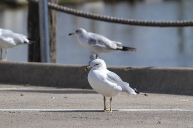 Ring Billed Gull standing in a marina parking lot