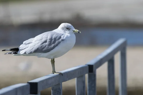 Ring Billed Gull standing metal railing of pier — Stock Photo, Image